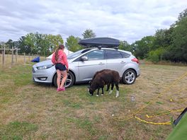 At one with the sheep
