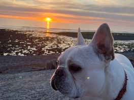 Sunset with pup