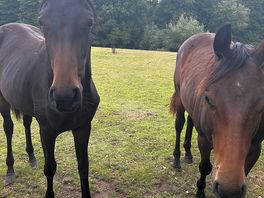 Horses by play area