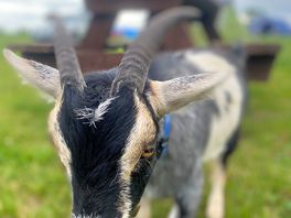 Beautiful baby goat, think he was around 3 months old and a menace 😂