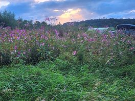 Sunset and wildflowers