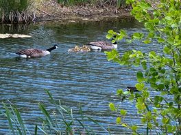 The geese and their goslings. a view from our window. amazing