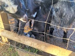 Wondered if i coukd chuck a wee goat in the van lol..too cute