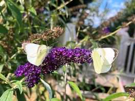 Two small whites. terrace in background