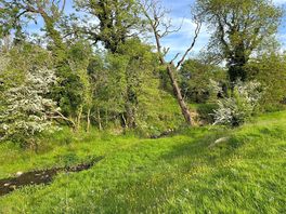 Great stream for the kids to play in