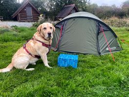 Standard grass pitch. dog friendly camping.