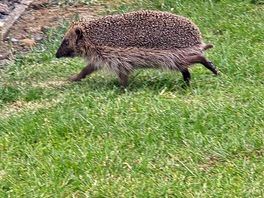This little hedgehog came to say hello every evening