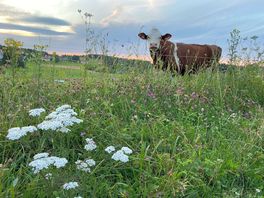Daisy moo