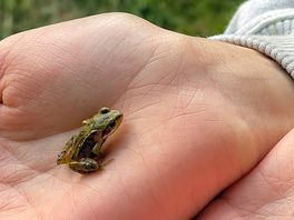 Baby frogs