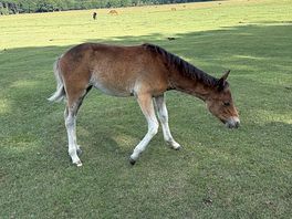 Foal