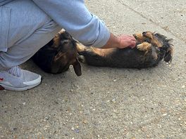 The owners doggies were soooo cute 😍