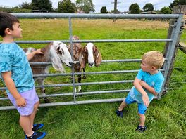 Meeting the farm animals