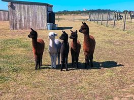 Baby alpacs