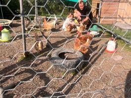 The chickens love humans!