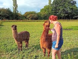 Bear the alpaca 😍