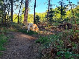 Wakerley woods