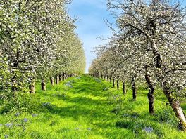 Orchard