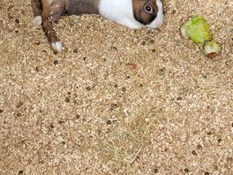 Bunny