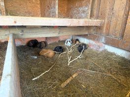 Guinea pigs
