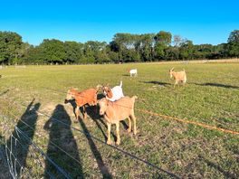 Friendly neighbours