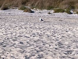 Spiaggia bianca,