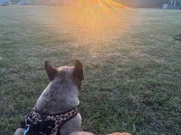 Sunset with the dogs