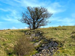 Local walk