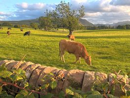 Field of beautiful cattle outside hill croft park
