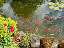 Campsie pond