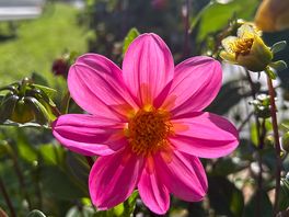 Prachtige bloemen
