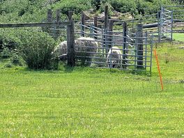 Sheep