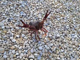 A little crayfish