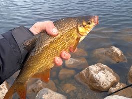 Nice colour cromp