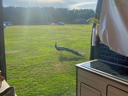 Free roaming peacocks, casually strolling past the van