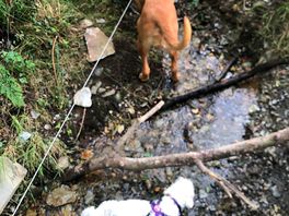 Forest dog walk