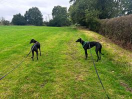 Was that a rabbit??