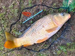 Good sized fish