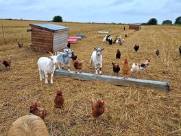 Animals
