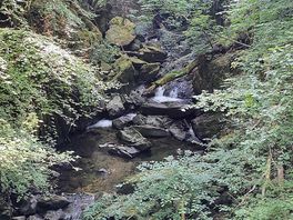 River forest
