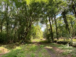 Mossy wood/lower wood