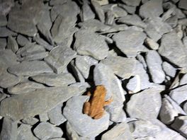 A frog we found
