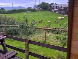 Sheep next to yan