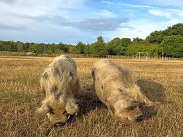 Kune kune pigs