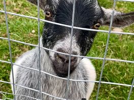 Animals on site