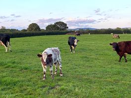Friendly cows nearby