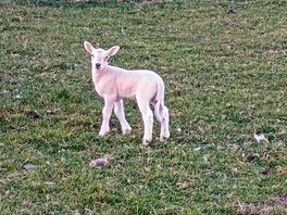 One of many cute lambs on the farm