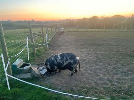 The pigs in the lovely sunset.