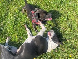 Belle making a new friend