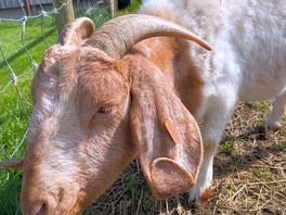 Gorgeous goats