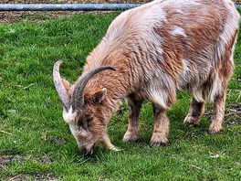 Roaming farm animals